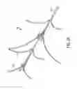 Fig. 04 - TARGETING IMPLANT FOR EXTERNAL BEAM RADIATION