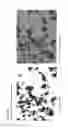 Fig. 16 - Forms of rifaximin and uses thereof