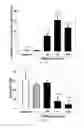 Fig. 11 - Modified mini-hepcidin peptides and methods of using thereof
