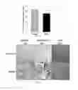 Fig. 16 - Modified mini-hepcidin peptides and methods of using thereof