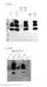 Fig. 04 - Virus like particle comprising modified envelope protein E3