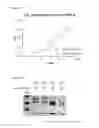 Fig. 10 - Virus like particle comprising modified envelope protein E3