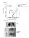 Fig. 13 - Virus like particle comprising modified envelope protein E3
