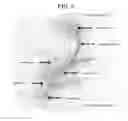 Fig. 03 - Elastomer structure containing carbon nanotubes and method for producing the same