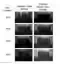 Fig. 01 - TORREFIED BIOMASS BASED SOLID FUEL COMPOSITION