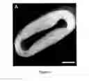 Fig. 02 - Method for producing engineered heart muscle (EHM)