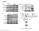 Fig. 09 - Methods for accelerated and enhanced cardiac differentiation of IPS cells by electrical stimulation