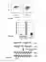 Fig. 19 - Inducible mutagenesis of target genes