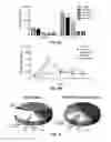 Fig. 09 - Antisense-based small RNA agents targeting the Gag open reading frame of HIV-1 RNA