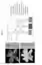 Fig. 02 - Method for Expanding Color Palette in Dendrobium Orchids