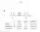 Fig. 05 - Methods for the site-selective introduction of halogen into natural products