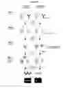 Fig. 03 - Kits and methods for detecting methylated DNA