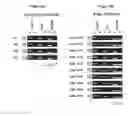 Fig. 07 - Kits and methods for detecting methylated DNA