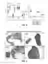 Fig. 03 - Method for prediction of prognosis by human papillomavirus DNA integration pattern