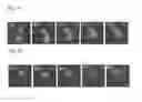 Fig. 02 - MITOCHONDRIA AND HUMAN IMMUNODEFIENCY VIRUS TYPE 1 TRANSMISSION