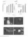 Fig. 07 - MITOCHONDRIA AND HUMAN IMMUNODEFIENCY VIRUS TYPE 1 TRANSMISSION