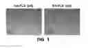 Fig. 02 - HUMAN-INDUCED PLURIPOTENT STEM CELLS, AND METHOD FOR PREPARING ANIMAL IN WHICH HUMAN IMMUNE SYSTEM IS EXPRESSED, BY USING SAME