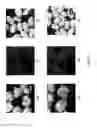 Fig. 02 - Extruded protein product and methods of making