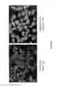 Fig. 09 - Extruded protein product and methods of making