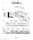 Fig. 02 - Compositions and Methods for Inducing Senescence in Cancer Cells
