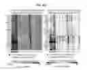 Fig. 49 - DIAGNOSTIC METHODS FOR INFECTIOUS DISEASE USING ENDOGENOUS GENE EXPRESSION