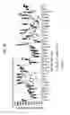 Fig. 76 - DIAGNOSTIC METHODS FOR INFECTIOUS DISEASE USING ENDOGENOUS GENE EXPRESSION