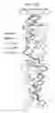 Fig. 94 - DIAGNOSTIC METHODS FOR INFECTIOUS DISEASE USING ENDOGENOUS GENE EXPRESSION