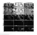 Fig. 01 - Image decomposition and path-space motion estimation