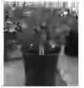 Fig. 01 - Viola plant named 'Amy'