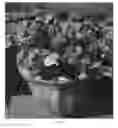 Fig. 04 - Viola plant named 'Amy'