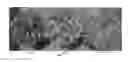 Fig. 06 - St. Augustinegrass plant named 'DALSA 0605'