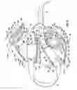 Fig. 09 - Head and horn protector