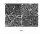 Fig. 06 - A Synthetic Biocidal Surface Comprising an Array of Nanospikes