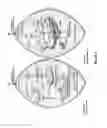 Fig. 07 - Method for enhancing energy production and metabolism in cells