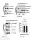 Fig. 07 - Memory Performance and Prevention and Treatment of Neurodegenerative Diseases
