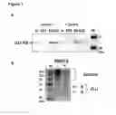 Fig. 02 - Clusterin pharmaceuticals and treatment methods using the same