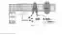 Fig. 02 - Methods for use of small molecule activators of hem-Y / protoporphyrinogen oxidase (PPO)