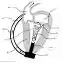 Fig. 01 - Cardiac support system and a cardiac support method
