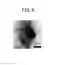 Fig. 04 - EXHAUST GAS PURIFICATION CATALYST AND METHOD FOR PRODUCING IT