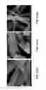 Fig. 18 - Piezoelectric-effect-induced heterogeneous electrochemical reactions
