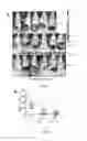 Fig. 07 - Compounds as modulator of JAK-STAT pathway, methods and applications thereof