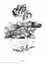 Fig. 09 - Compounds as modulator of JAK-STAT pathway, methods and applications thereof