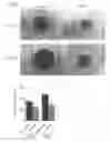 Fig. 09 - Method for inducing dopaminergic neuron progenitor cells