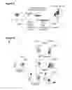 Fig. 02 - Methods and compositions for generating epicardium cells