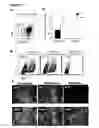 Fig. 08 - Methods and compositions for generating epicardium cells
