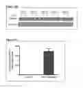 Fig. 13 - Methods of Identifying and Treating Subjects having Inflammatory Subphenotypes of Asthma