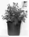Fig. 01 - Rose AAC 362
