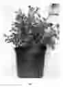 Fig. 02 - Rose AAC 362