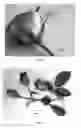 Fig. 06 - Rose AAC 362