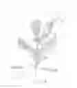 Fig. 07 - APPLICATION DEVICES, EQUIPMENTS AND METHODS TO ISOLATE DELIVERY OF EXOGENOUS CHEMICAL SUBSTANCES ONTO PLANT FOLIAGE AREAS IN ORDER TO MINIMIZE THE RELEASE TO THE ENVIRONMENT